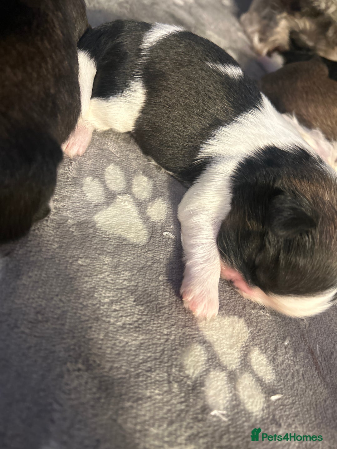 Shih Tzu dogs for sale: Beautiful shih Tzu puppies for sale  - Image 8