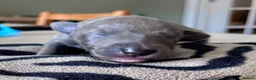 Whippet dogs for sale: KC Reg blue whippet puppies in Ledbury - Advert 31