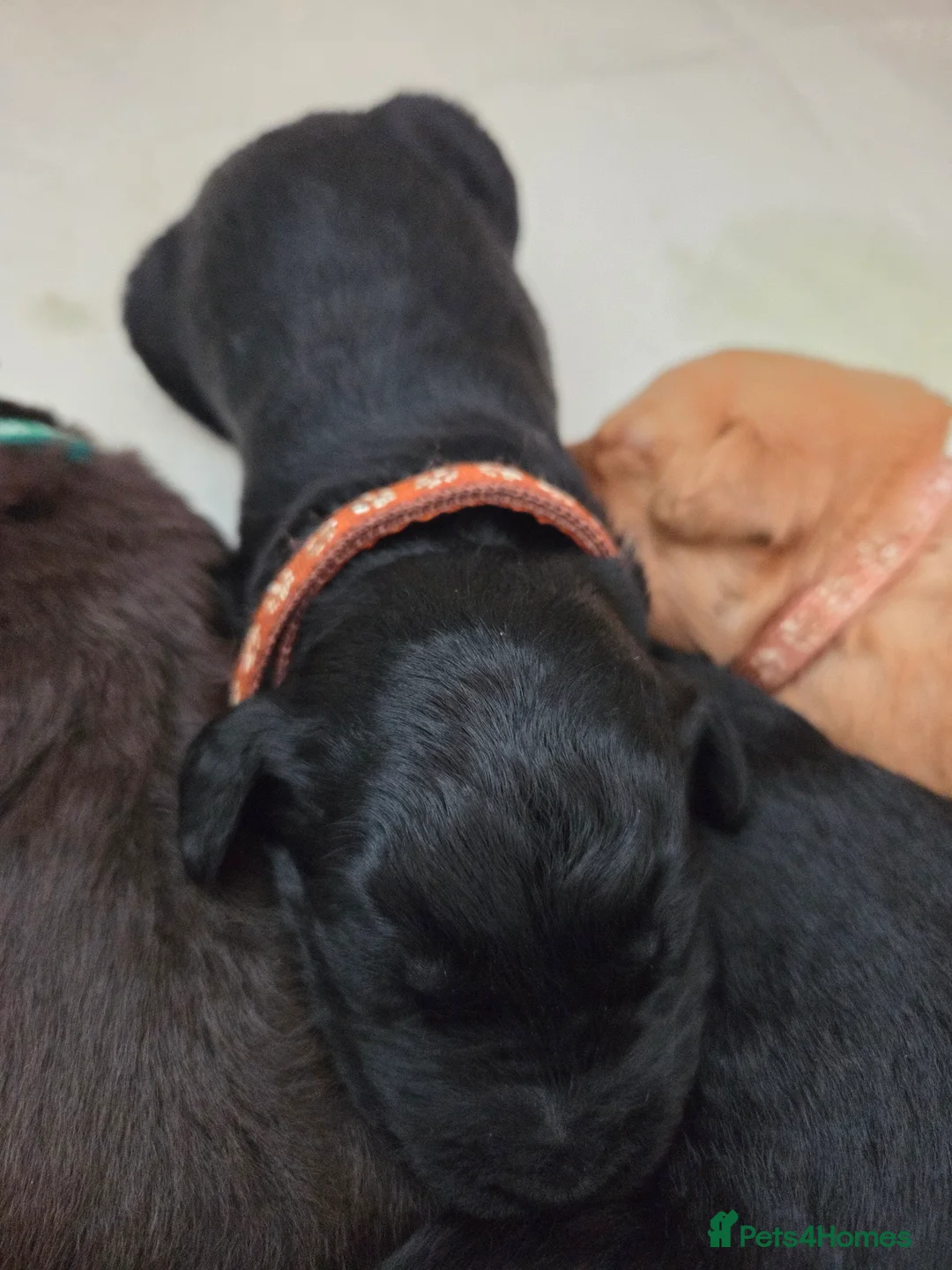 Labradoodle dogs for sale: Labrodoodle Puppies - Advert 31