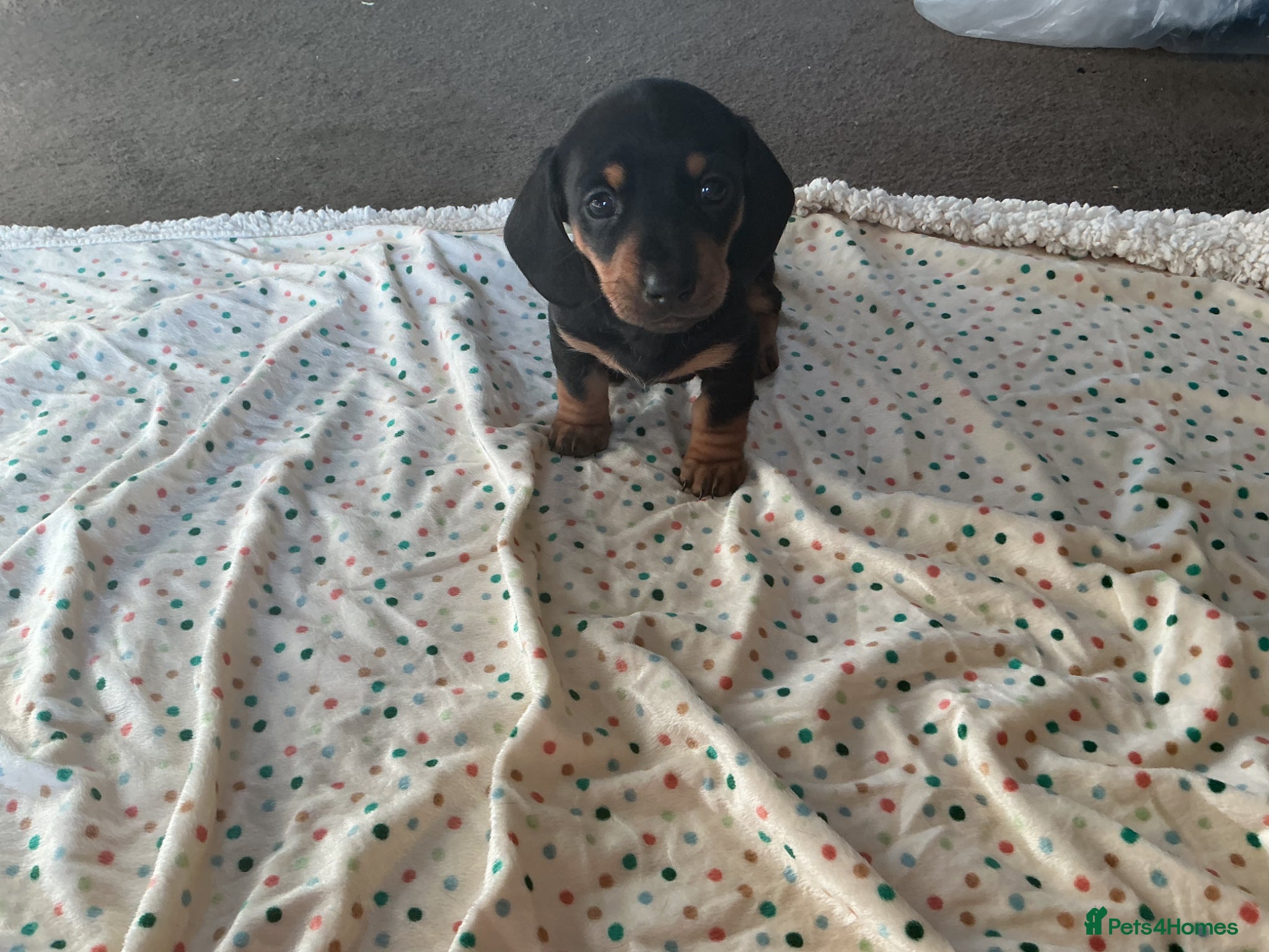 Miniature Dachshund dogs KC Registered Miniature Smooth Black and Tan boys! - Advert 2