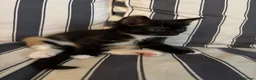 Mixed Breed cats for sale: Mixed breed chunky fluffy kittens - Advert 15