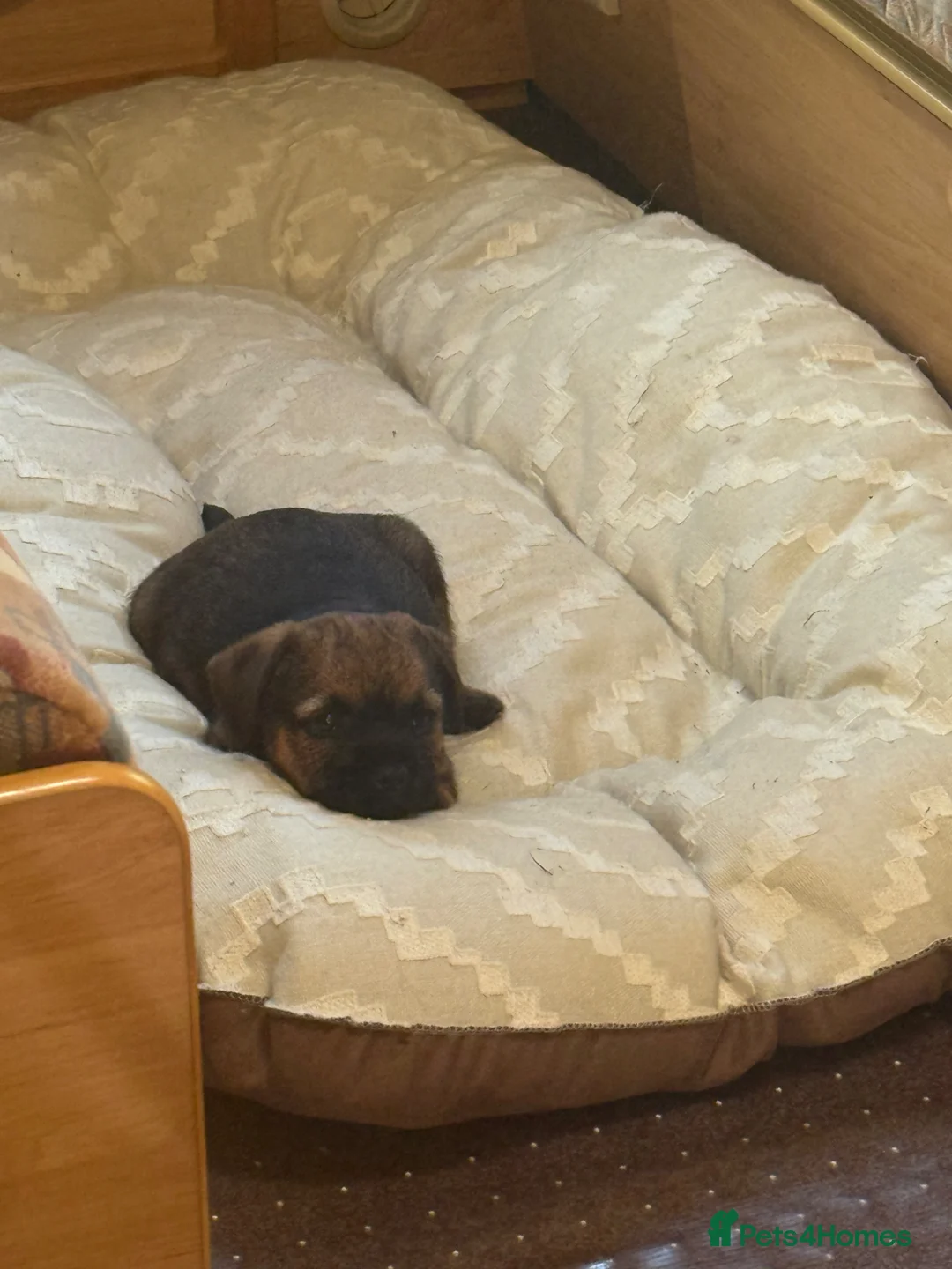 Border Terrier dogs for sale: One Stunning Dog Puppy For Sale - Advert 2