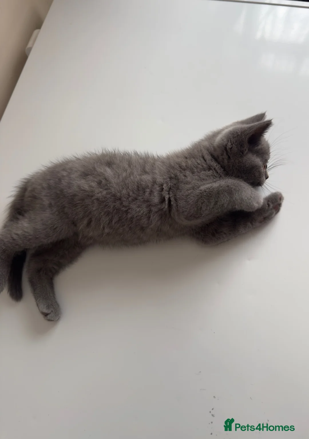 British Shorthair cats for sale: Pure British shorthair kitten in Harrow - Advert 3