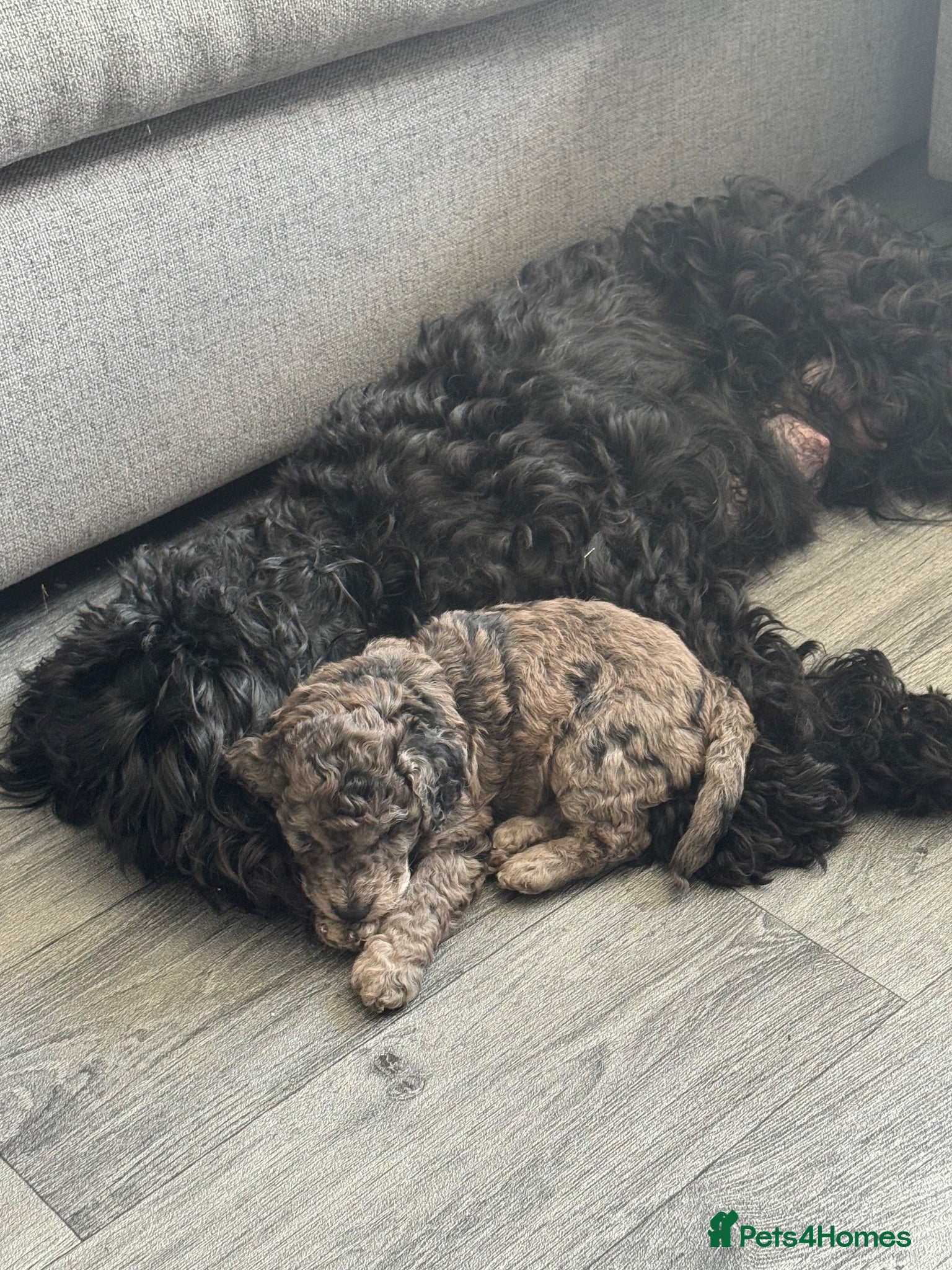 Cockapoo dogs Gorgeous Merle Cockapoo Puppies FB1 - Advert 3