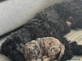 Cockapoo dogs Gorgeous Merle Cockapoo Puppies FB1 - Advert 1