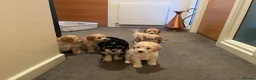 Cockapoo dogs for sale: 6 Cokapoo puppies in Glasgow - Advert 7