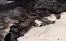 Shihpoo dogs for sale: Beautiful F2 shihpoo puppy  - Image 4