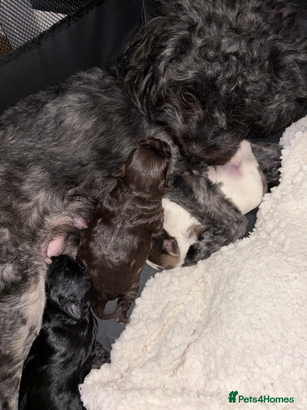 Shihpoo dogs for sale: Beautiful F2 shihpoo puppy  - Image 4