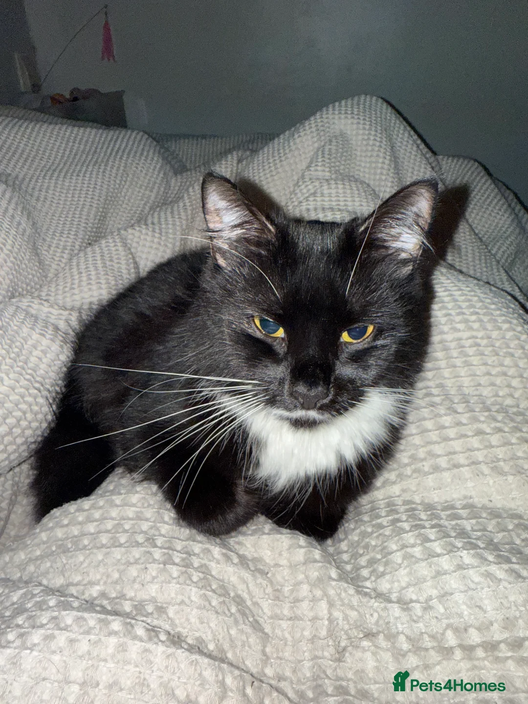 Domestic Shorthair cats for sale: Female cat Bambi - Advert 4