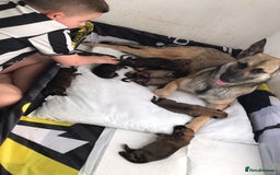 Belgian Shepherd Dog dogs for sale: Belgian Malinois puppy’s  - Image 3