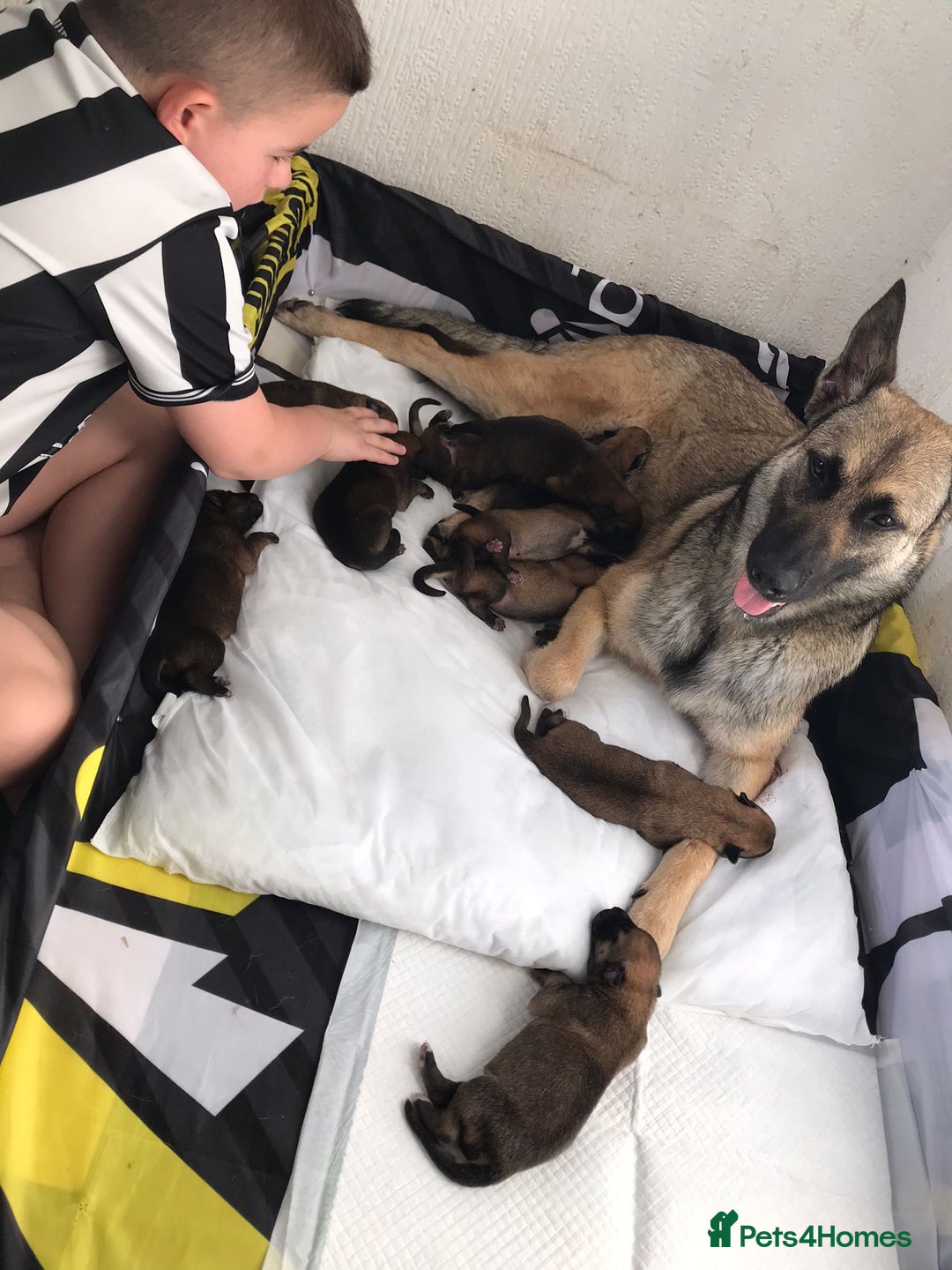 Belgian Shepherd Dog dogs for sale: Belgian Malinois puppy’s  - Image 3