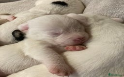 Mixed Breed dogs for sale: 6 beautiful puppies  - Image 8