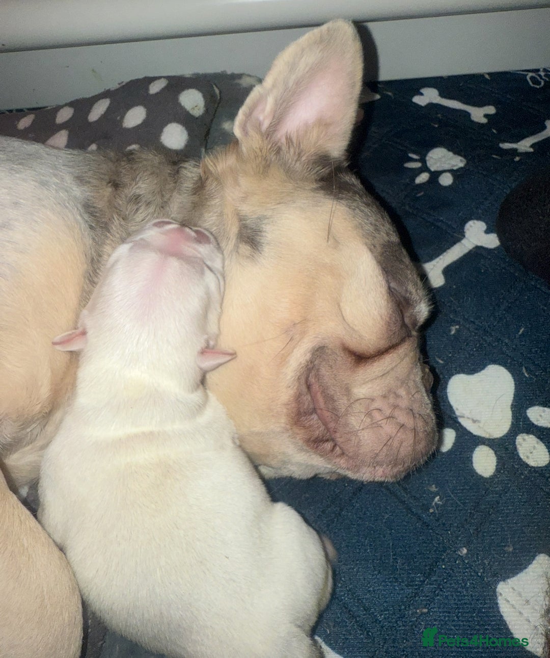 French Bulldog dogs for sale: High Quality French Bulldog Puppies  - Image 8