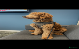 Goldendoodle dogs for stud: Goldendoodle for stud  - Image 6