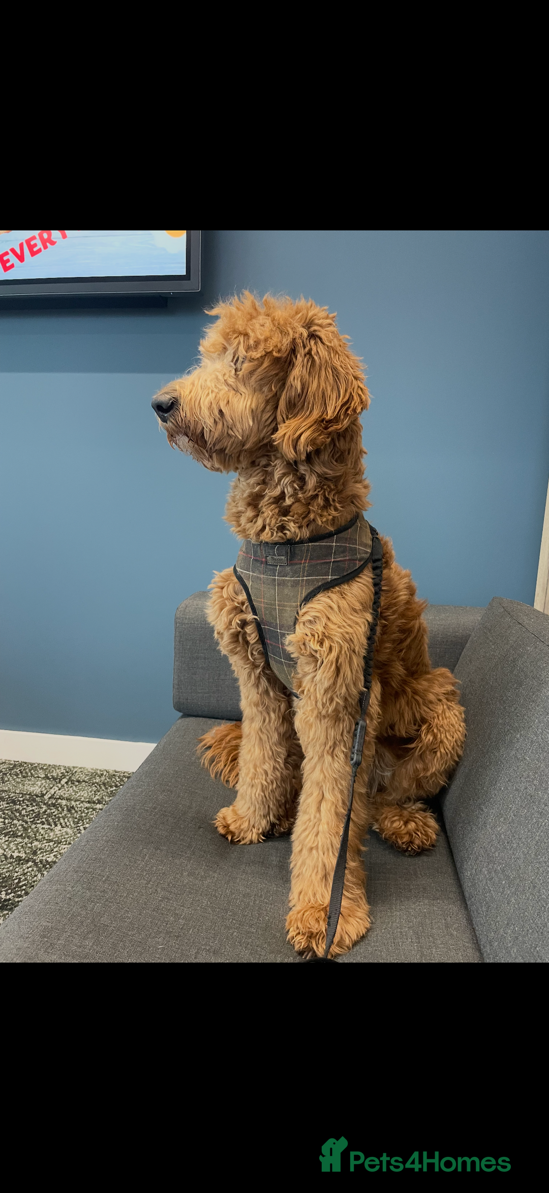 Goldendoodle dogs for stud: Goldendoodle for stud  - Image 6
