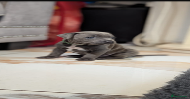 Staffordshire Bull Terrier dogs - Advert 6