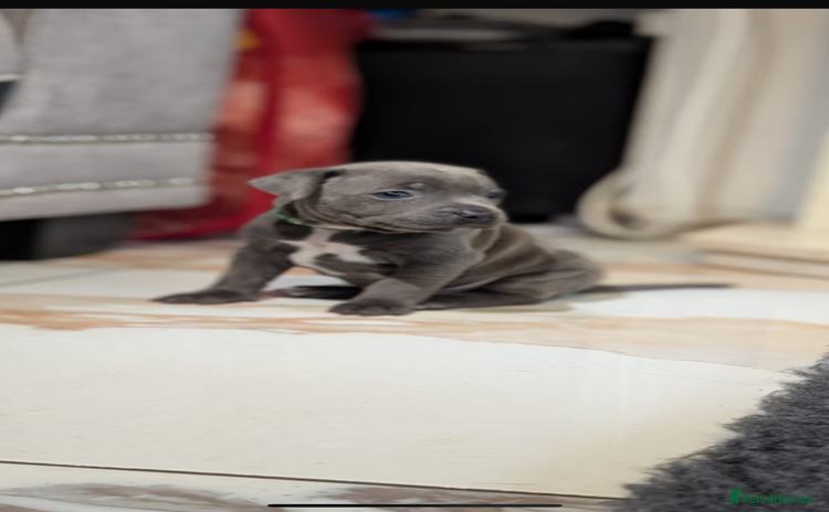 Staffordshire Bull Terrier dogs - Advert 10