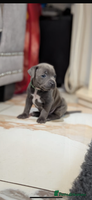 Staffordshire Bull Terrier dogs - Advert 2