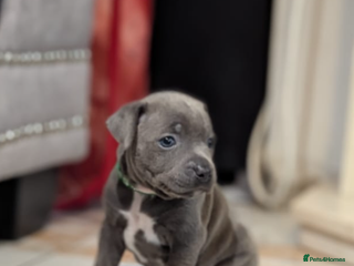 Staffordshire Bull Terrier dogs - Advert 8