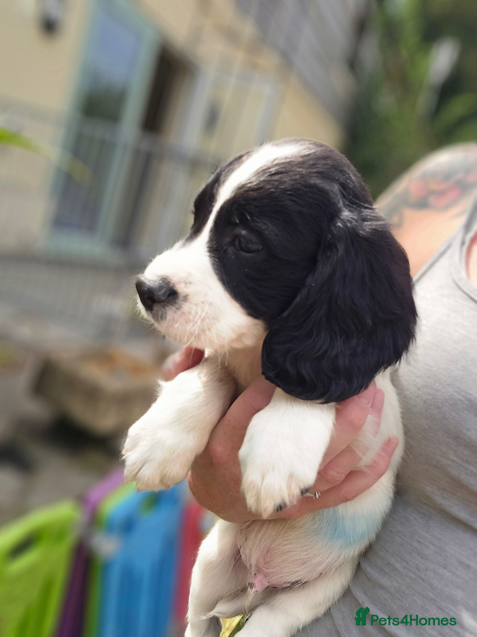 English Springer Spaniel dogs springer spaniel litter. 3 AVAILABLE  - Advert 18