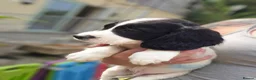 English Springer Spaniel dogs for sale: springer spaniel litter. 2 AVAILABLE  - Advert 5