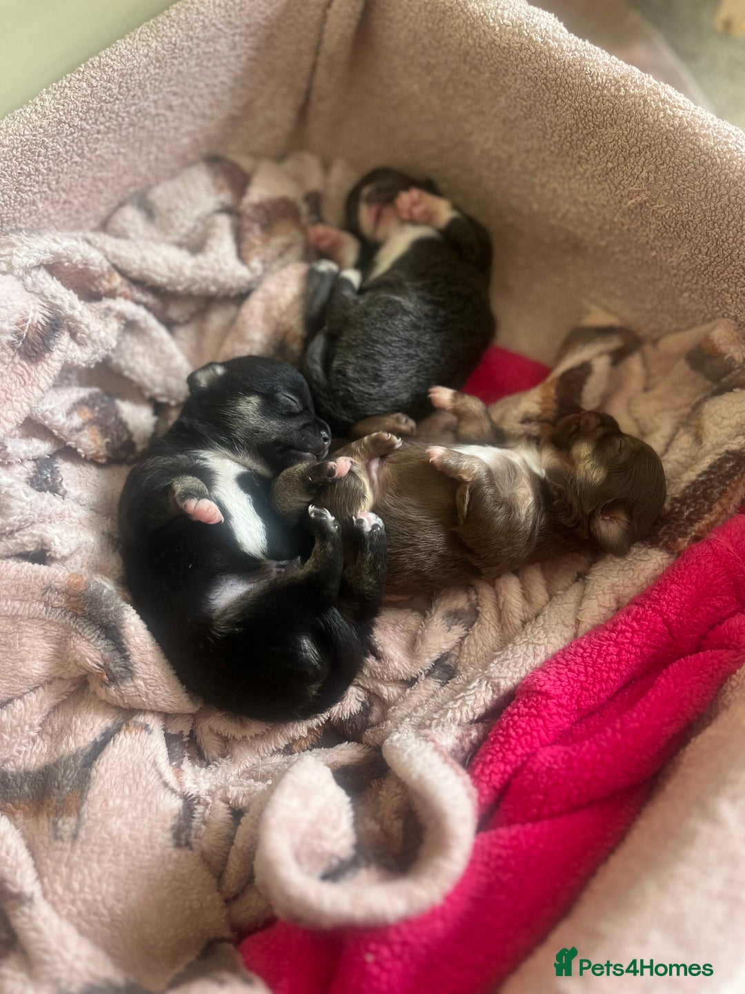 Chihuahua dogs for sale: Stunning Chihuahua Puppies (Must be sold together) - Advert 5