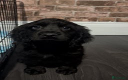 Cockapoo dogs for sale: F1b cockapoo pups  - Advert 4
