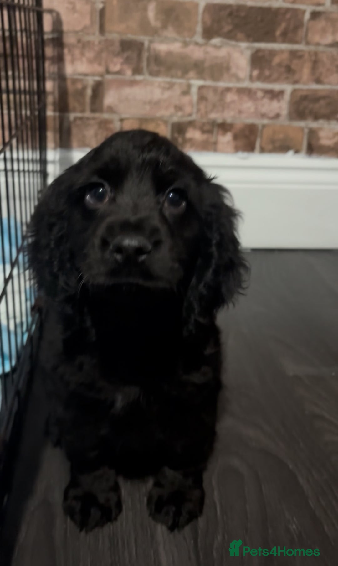 Cockapoo dogs for sale: F1b cockapoo pups  - Advert 4