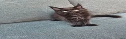 Maine Coon cats for sale: Licensed breeder-maine coon  - Advert 21