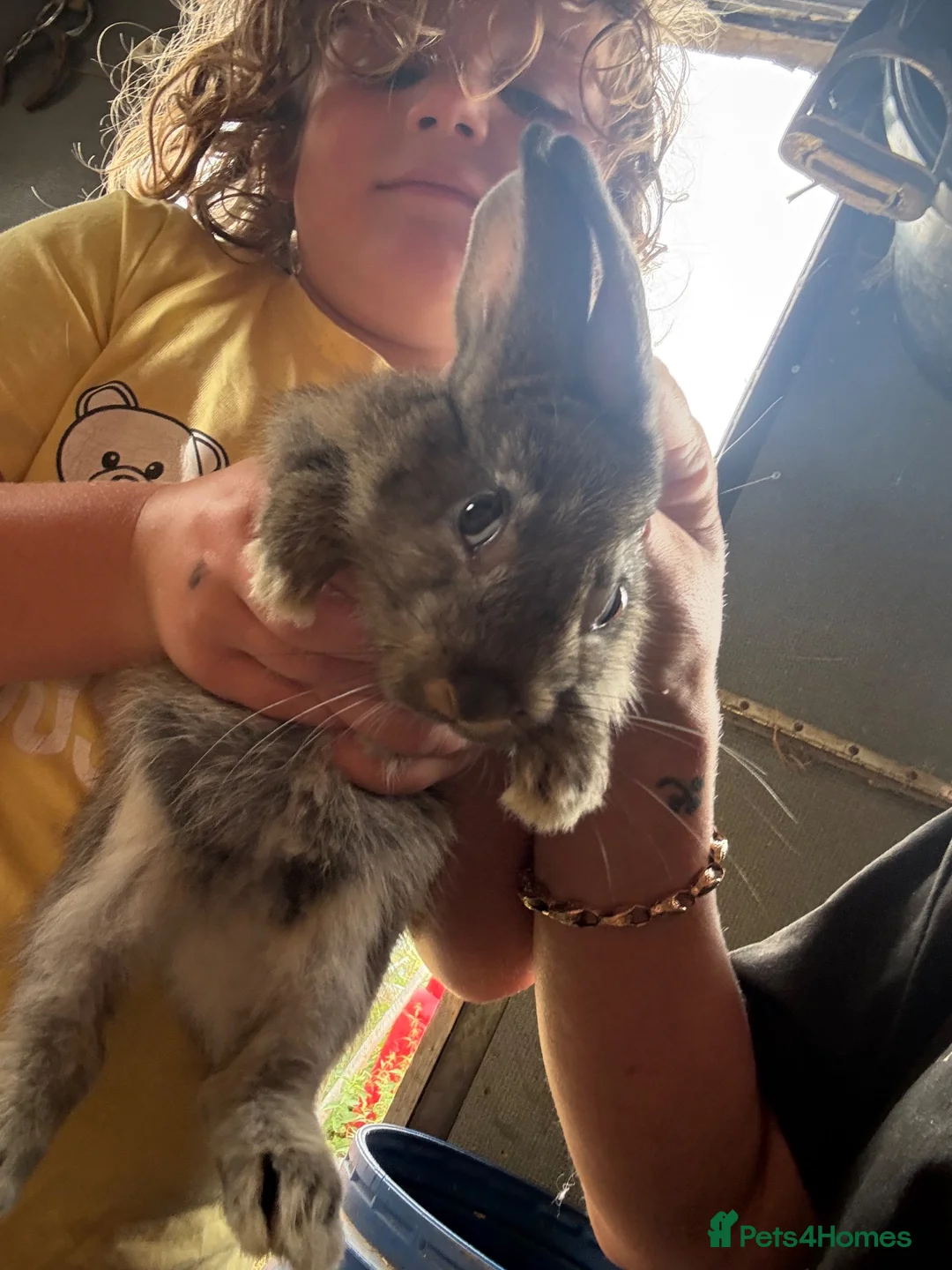 New Zealand rabbits for sale: New Zealand x Rex  - Advert 2