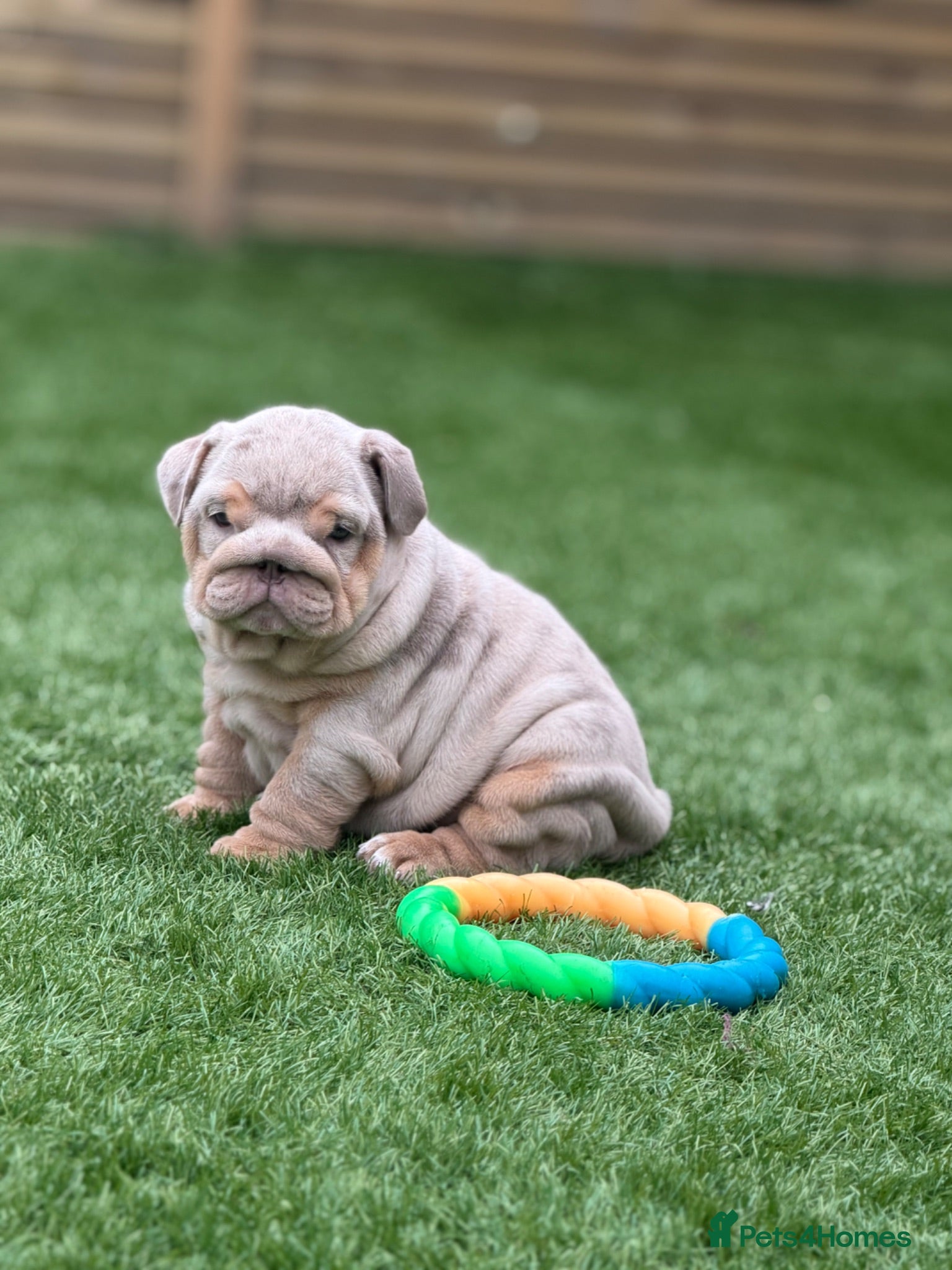 English Bulldog dogs 🔥 Epic Bullyz Major Daughter X Posher Turkish 🔥  - Advert 1