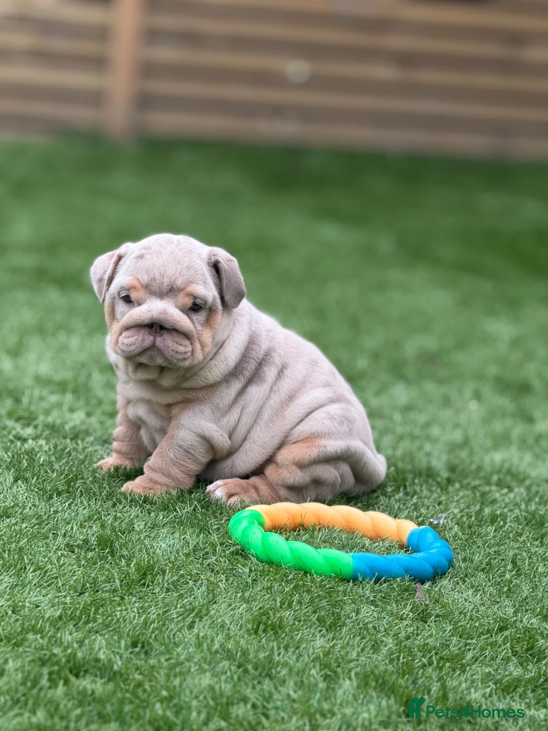 English Bulldog dogs for sale: 🔥 Epic Bullyz Major Daughter X Posher Turkish 🔥  - Advert 1