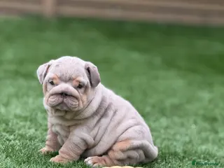 English Bulldog dogs 🔥 Epic Bullyz Major Daughter X Posher Turkish 🔥 - Advert 1