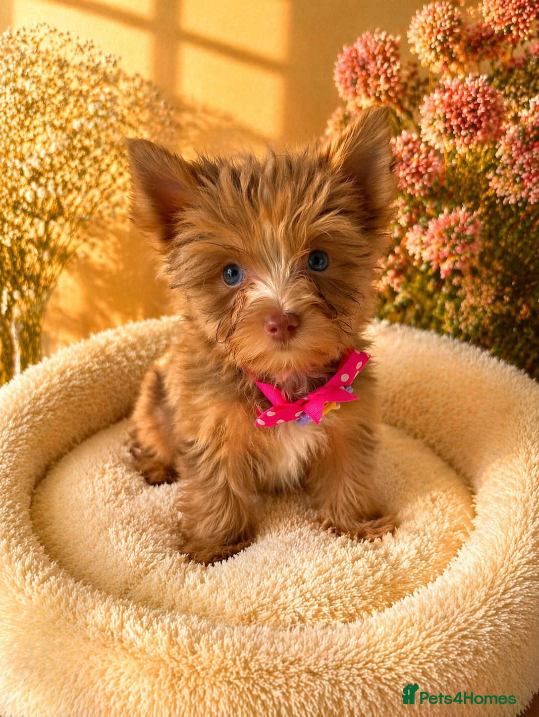 Yorkshire Terrier dogs Colorful Yorkshire terrier - Advert 9