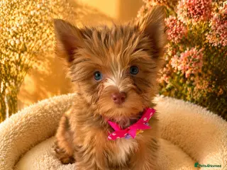 Yorkshire Terrier dogs Colorful Yorkshire terrier - Advert 9