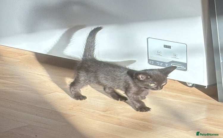Mixed Breed cats - Advert 12