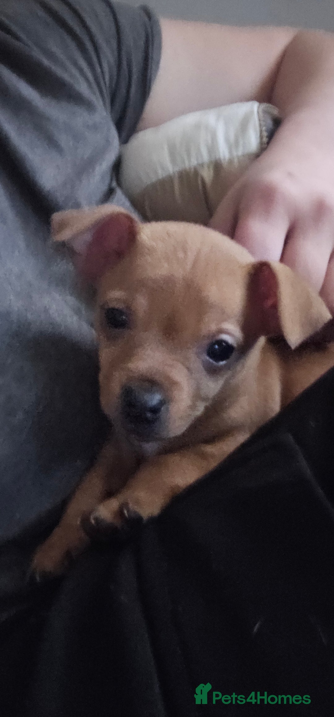 Jack Russell dogs for sale: Beautiful Jack Russell Terrier Puppies - Advert 9