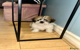 Shih Tzu dogs for sale: Beautiful shih Tzu puppies - Image 6