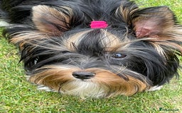 Yorkshire Terrier dogs for sale: York puppies for sale - Image 1