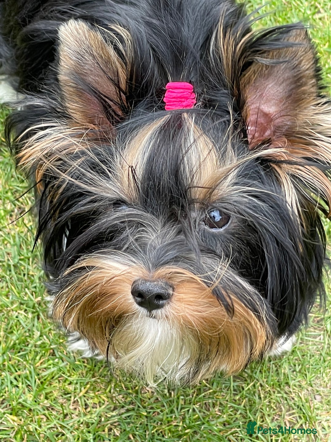 Yorkshire Terrier dogs for sale: York puppies for sale - Image 1