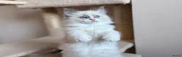 Ragdoll cats for sale: Fluffy Ragdoll Kittens🐾 in Peterborough - Advert 5