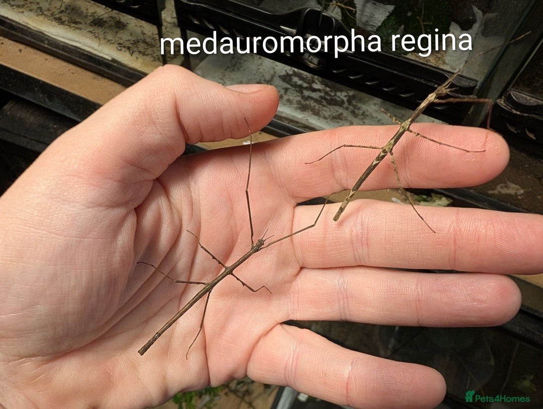 Stick Insects invertebrates for sale: Stick and leaf insect nymphs available! - Advert 7