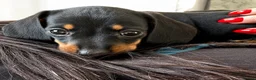 Miniature Dachshund dogs for sale: 🐾 LAST BOY LEFT - adorable miniature dachshund 🐾 - Advert 16