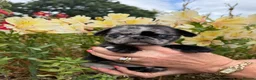 Pug dogs for sale: Coloured Pug Puppies For Sale in Holsworthy - Advert 2