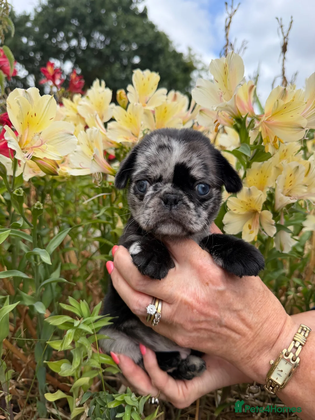 Pug dogs for sale: Coloured Pug Puppies For Sale in Holsworthy - Advert 2