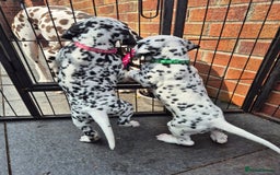 Dalmatian dogs for sale: 💙last LUA boy 💙 KC reg - Image 17