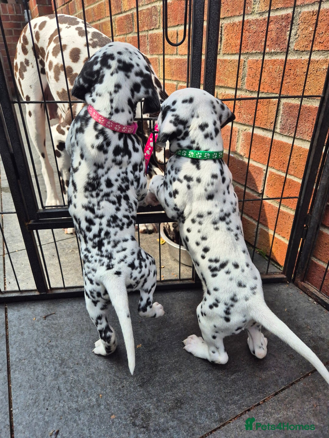 Dalmatian dogs for sale: 💙last LUA boy 💙 KC reg - Image 17
