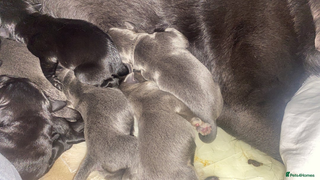 Labrador Retriever dogs for sale: Silver Labrador puppies  - Advert 8