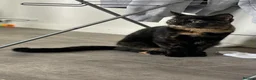 Mixed Breed cats for sale: Beautiful kittens for sale!! - Advert 3