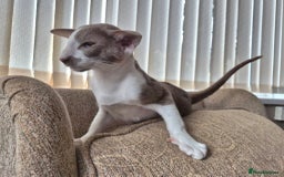 Oriental cats for sale: Beautiful Lilac bicolour Oriental BOY - Image 1